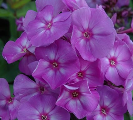 Vlambloem - Phlox pan. 'Sweet Summer ® Temptation' ™ 