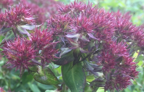 Vlambloem - Phlox pan. 'Sweet Summer ® Fiction' ™ 