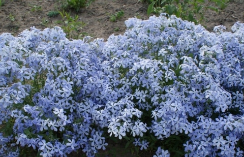 Vlambloem - Phlox divaricata ssp. laphamii