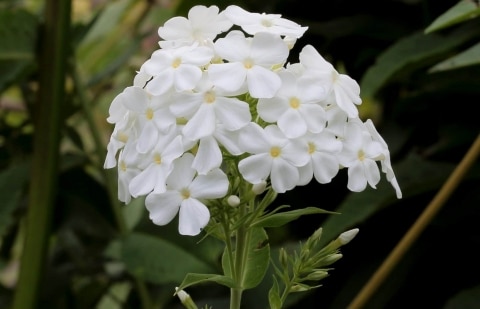 Vlambloem - Phlox pan. 'Fujiyama'