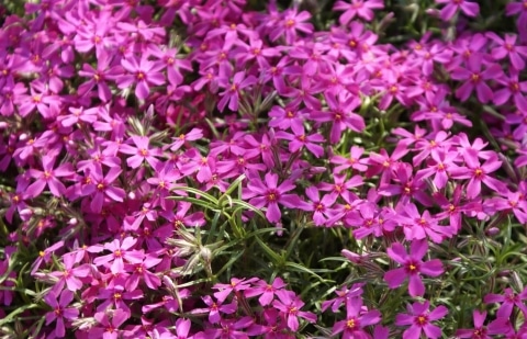 Vlambloem - Phlox sub. 'Moerheimii'