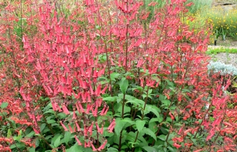 Kaapse fuchsia - Phygelius x rectus 'African Queen'