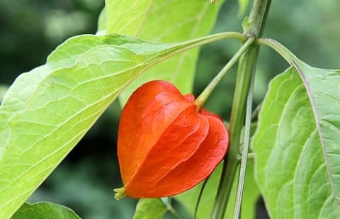 Lampionplant - Physalis alkekengi var. 'Franchetii'