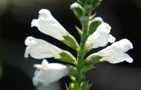 Scharnierplant - Physostegia virginiana 'Summer Snow'