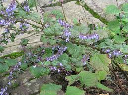 Plectranthus  - Plectranthus excisus
