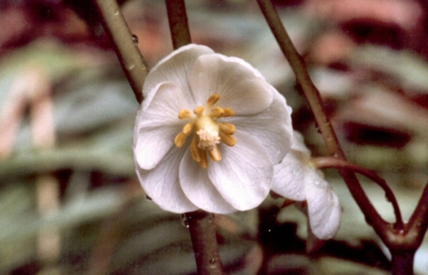 Voetblad - Podophyllum hexandrum 'Majus'