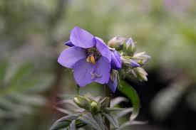 Jacobsladder - Polemonium 'Bressingham Purple' ®