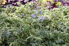 Jacobsladder - Polemonium reptans 'Stairway to Heaven'