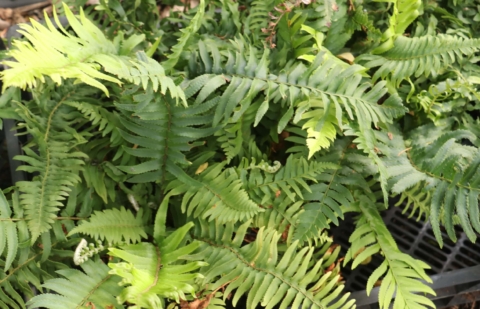 Zwaardvaren - Polystichum munitum