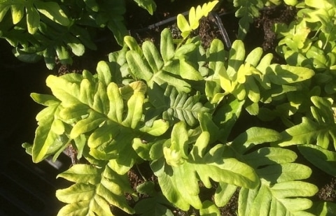 Eikvaren - Polypodium vulgare