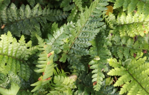 Glansschildvaren - Polystichum polyblepharum