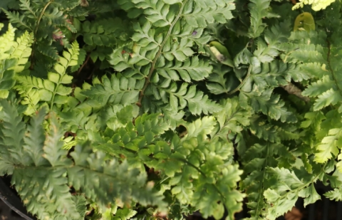 Zachte naaldvaren - Polystichum setiferum 