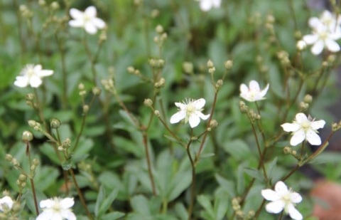 Ganzerik - Potentilla tridentata 'Nuuk'