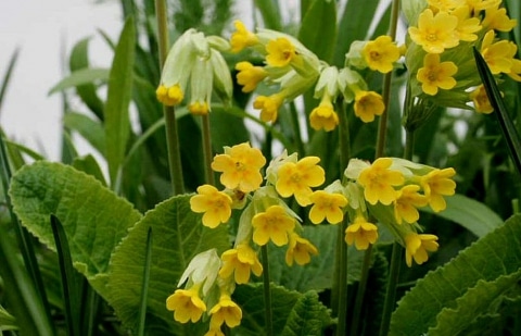 Sleutelbloem - Primula veris
