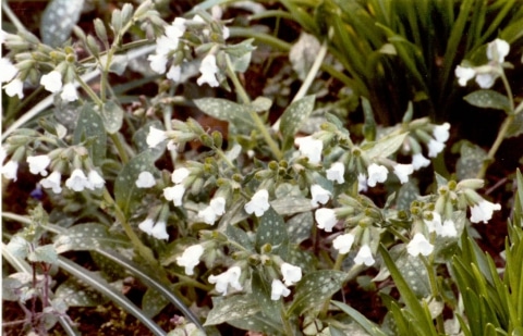 Longkruid - Pulmonaria 'Sissinghurst White'