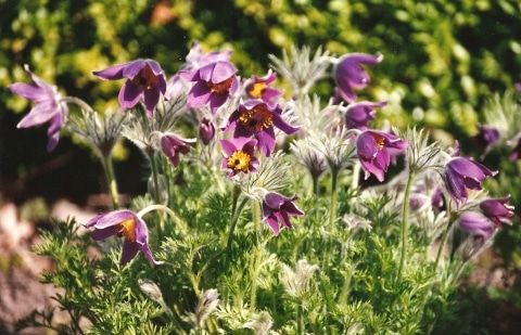 Wildemanskruid - Pulsatilla vulgaris 'Rubra'