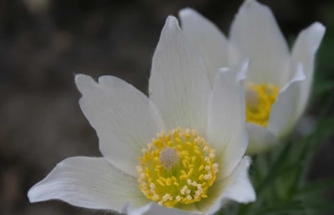 Wildemanskruid - Pulsatilla vulgaris 'Alba'