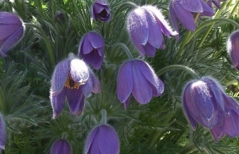 Wildemanskruid - Pulsatilla vulgaris
