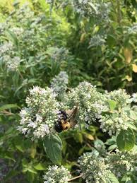 Bergmunt - Pycnanthemum pilosum
