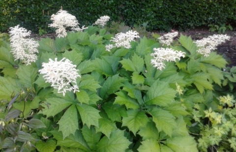 Schout bij nacht - Rodgersia podophylla 'Smaragd'