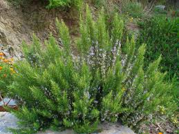 Rozemarijn - Rosmarinus officinalis