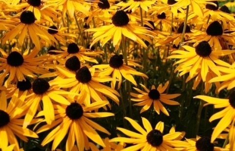 Zonnehoed - Rudbeckia fulgida 'Goldsturm'