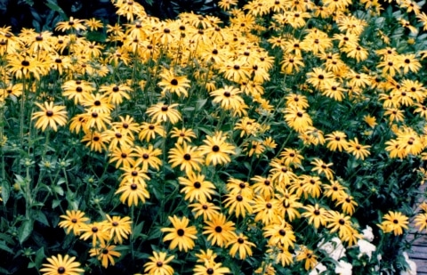 Zonnehoed - Rudbeckia fulgida 'Little Goldstar'