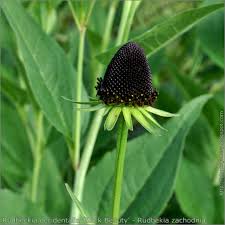 Zonnehoed - Rudbeckia occidentalis 'Green Wizzard'