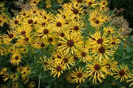 Zonnehoed - Rudbeckia sub. 'Henry Eilers'