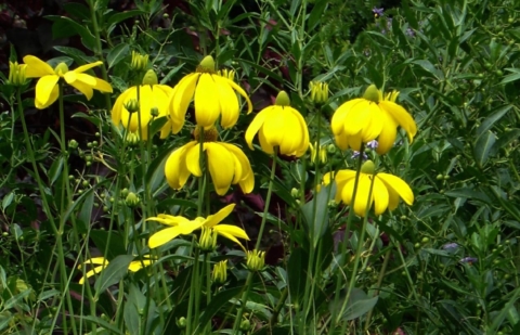 Zonnekruid - Rudbeckia nitida 'Herbstsonne'