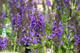 Salie - Salvia nemorosa 'Marcus' (Haeumanarc)