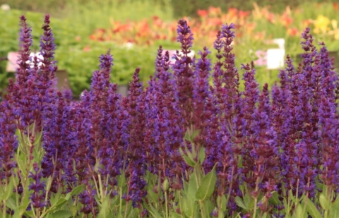 salie - Salvia Night Field