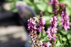 Salie - Salvia nemorosa 'Sensation Rose'