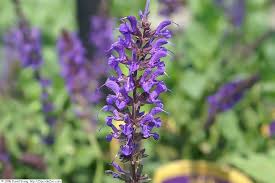 Salie - Salvia nemorosa 'Viola Klose'