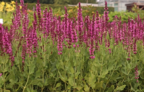 Salie - Salvia nemerosa 'Pink Beauty'
