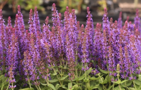 Salie - Salvia nemorosa 'Rianne'