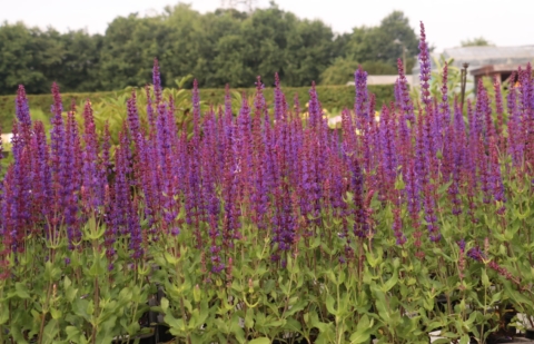 Salie - Salvia nemorosa 'Tänzerin'