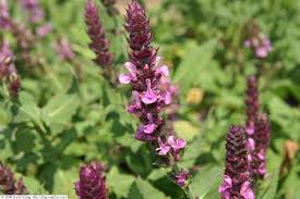 Salie - Salvia nemorosa 'Amethyst'