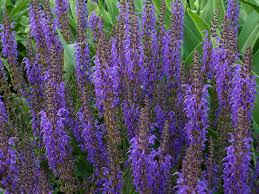 Salie - Salvia nemorosa 'Blauhügel'