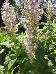 Salie - Salvia sclarea