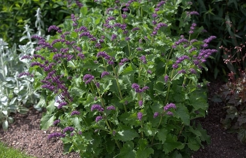 Salie - Salvia verticillata 'Purple Rain'