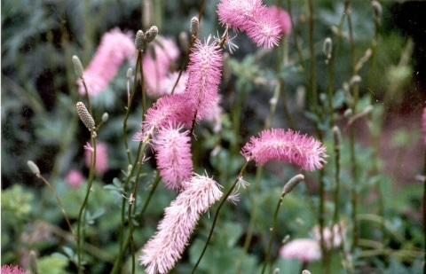 Pimpernel - Sanguisorba obtusa