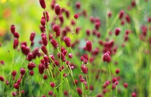 Pimpernel - Sanguisorba officinalis 'Tanna'