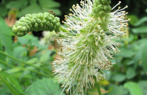 Pimpernel - Sanguisorba dodecandra 