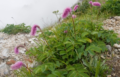 Pimpernel - Sanguisorba hakusanensis 'Lilac Squirrel'