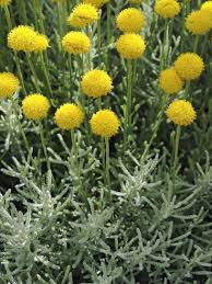 Heiligenbloem - Santolina chamaecyparissus