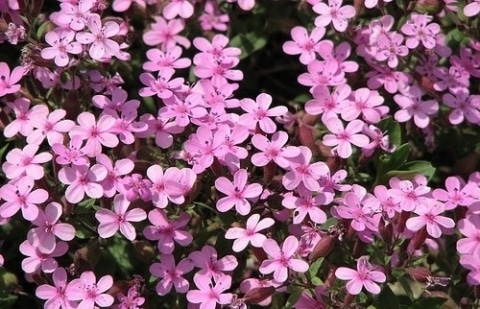 Zeepkruid - Saponaria ocymoides