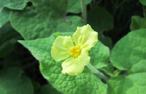 Saruma  - Saruma 'Henryi'