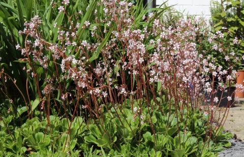Steenbreek - Saxifraga urbium