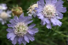 Duifkruid, schurftkruid - Scabiosa caucasica 'Perfecta'